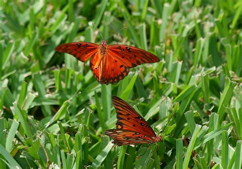 Gulf Fritillary Mating Ritual Males And Females Of The