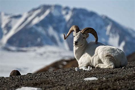 dall sheep alaska nature  science  national park service