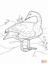 Swan Coloring Trumpeter Pages Tundra Shore Printable Designlooter Drawing 17kb 1600px 1200 Template Drawings sketch template