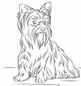 Yorkshire Terrier Yorkie Ausmalbilder Hunde Puppy Kolorowanki Colorir Coloriage Fluffy Kolorowanka Cachorros Terriers Terier Ausmalbild Cani Miniaturowy Dessin Chiens Kleurplaat sketch template