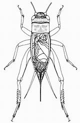Cricket Insect Drawing House Acheta Domesticus Getdrawings sketch template