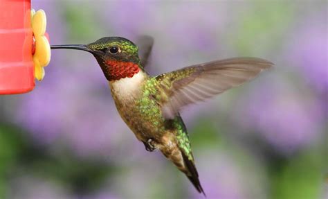 types  hummingbirds  north america
