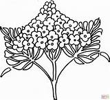 Kwiaty Lilac Kolorowanki Druku Syringa Lilak Kolorowanka Wydruku Flieder Malowanki Wydrukowania Obrazki Kwiatek Rośliny sketch template
