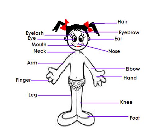 english  children body parts