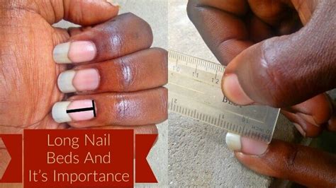 long nail beds   importance  nail growth long nail beds short nail bed nail bed
