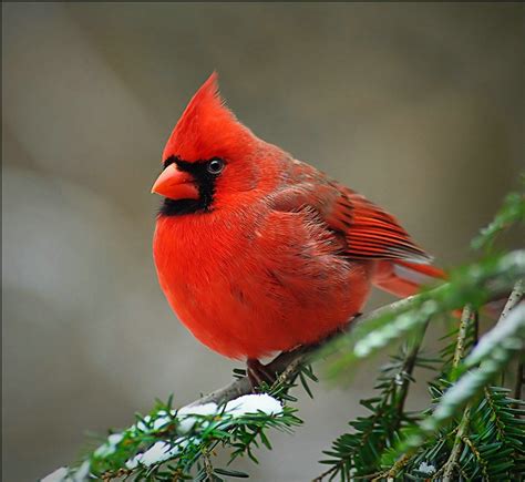 cardinals thewiseacres