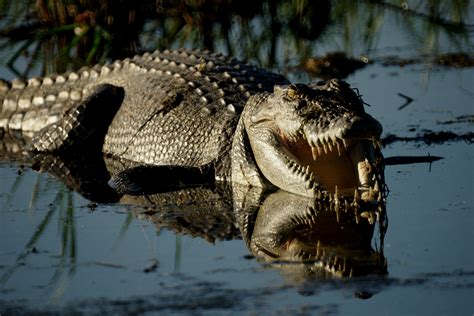 krokodil australien foto bild tiere wildlife amphibien