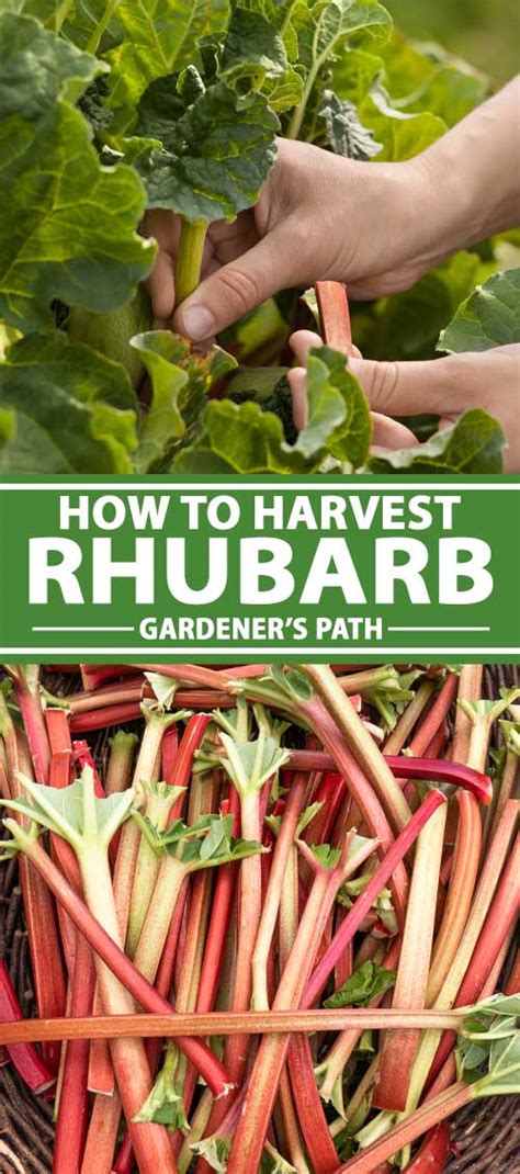 When And How To Harvest Rhubarb Gardeners Path