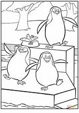 Pinguini sketch template