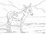 Donkey Asino Foal Puledro Donkeys Disegnare Ragazzi sketch template