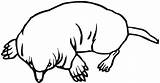 Mole Coloring Pages Getdrawings Getcolorings sketch template