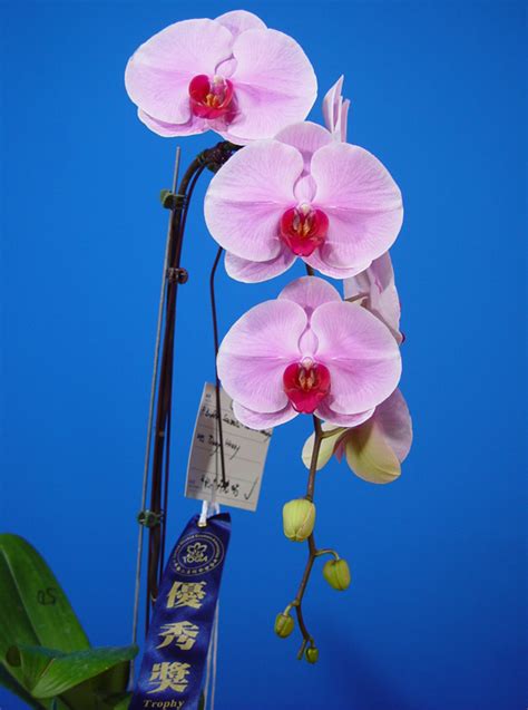 Dtps Ox Honey “1372” Welcome To Orchid Cultivators