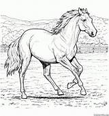 Colorare Cavallo Colorkid Fattoria sketch template