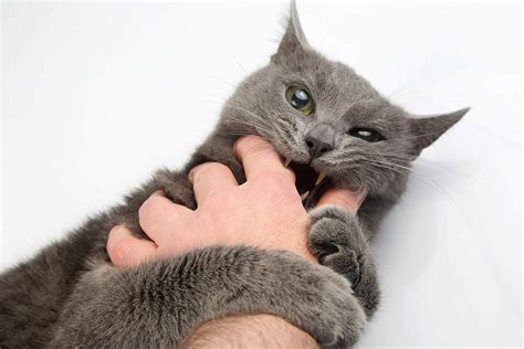 cat bite  petskb