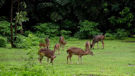 sambar   chital deer   translocated  mysuru zoo report
