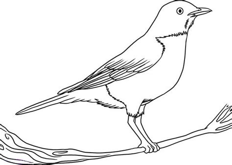 robin coloring pages  coloring pages  kids
