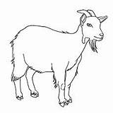 Goats Cabra Páginas Cabras sketch template