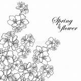 Flower Outline Apricot Vector Bunch Corner Background Ornate Blooming Blossom Coloring Flowers Bouquet Isolated Blossoming Branch Spring Contour sketch template