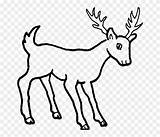 Coloring Pages Drawing Deer Animals Mule Draw Clipart Easy Cartoon Wild Buck Printable Kids Pinclipart Stubborn Drawings Paintingvalley Book Report sketch template