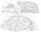 Coloring Desert Pages Animals Popular Printable sketch template
