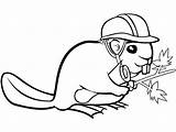 Beaver Castoro Onlinecoloringpages Squirrels Chipmunks sketch template
