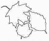 Coloring Pages Leaves Leaf Para Colorear Animated Hojas Coloringpages1001 La Dibujos Plantillas Las Como Gifs Otoño sketch template