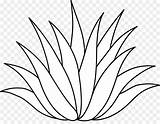 Aloe Vera Drawing Grass Agave Azul Clip Tall Getdrawings Clipartmag sketch template