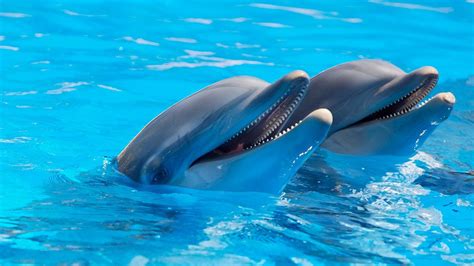 swimming  dolphins    wild hearted