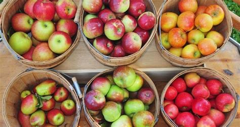 10 Best Apples For Apple Pie New England