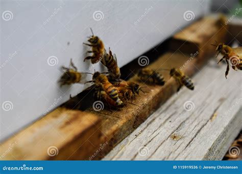 de bijen bij voor macro dichte omhooggaand van de bijenkorfingang bij die aan bijenkorf vliegen