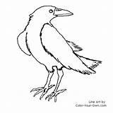 Raven Coloring Color Pages Bird Line Kids Index Own sketch template