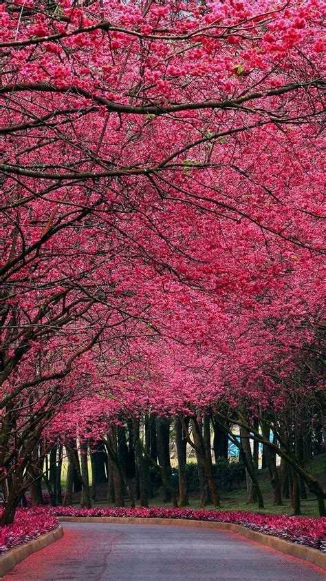 pink flowers autumn trees park iphone wallpaper iphone wallpapers
