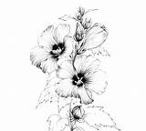 Hibiscus Botanical Lijn Kleurplaat Schets Tekening sketch template