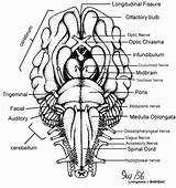 Nerves Cranial Anatomy Brain Coloring Sheep Nervioso Ventral Colorear Biologycorner Nerve sketch template