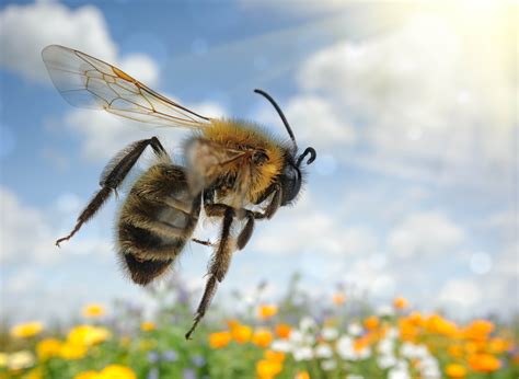 bee species put   endangered species list earthcom