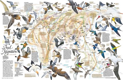 eastern hemisphere bird migration wall map  national geographic