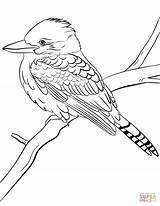 Kookaburra Coloring Laughing Australian Pages Birds Animals Printable Drawing Dot sketch template