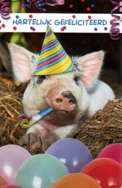 happy birthday piggiee happy birthday pig baby pigs birthday fun