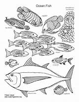Coloring Fish Ocean Labeled Pdf Nature sketch template