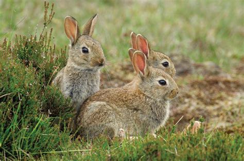 whats  difference  rabbits  hares britannica