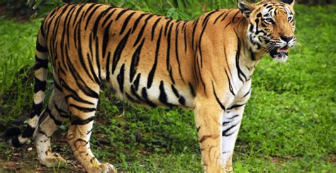 harga seekor harimau malaya  cecah rm juta malaysiagazette