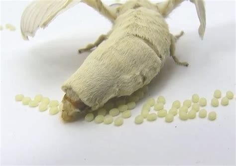 Mating Spawning And Fertilization Of Silkworm