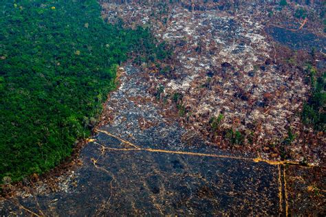 businesses   path   deforestation lets   brink