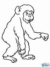 Chimpanzee Gorilla sketch template