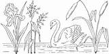 Swan Coloring Pages Pond Color Baby Swimming Print Animals Kids sketch template