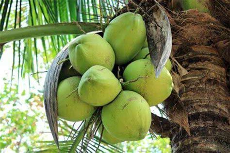 vorbild natur teil  die kokosnuss ratioform blog