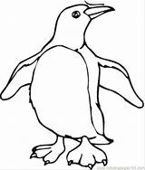 Penguin Coloring Pages Penguins Cartoon Kids Printable Color Drawing Clipart Pittsburgh Cliparts Baby Animals Clip Chinstrap Library Colour Sheet Getcolorings sketch template