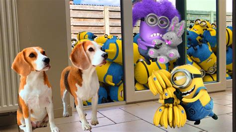 minions  fun  dogs compilation youtube