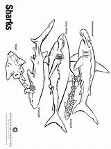 Monterey Sharks sketch template