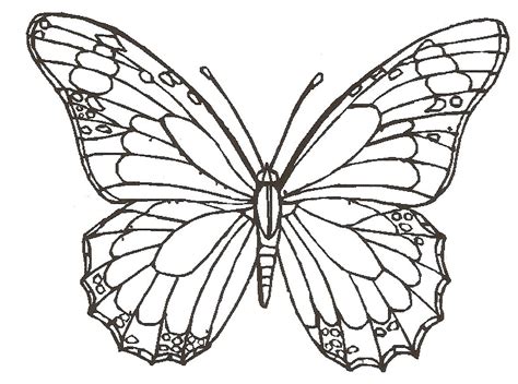 butterfly simple drawing  getdrawings